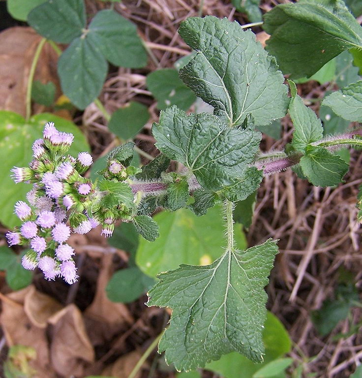 floss flower
